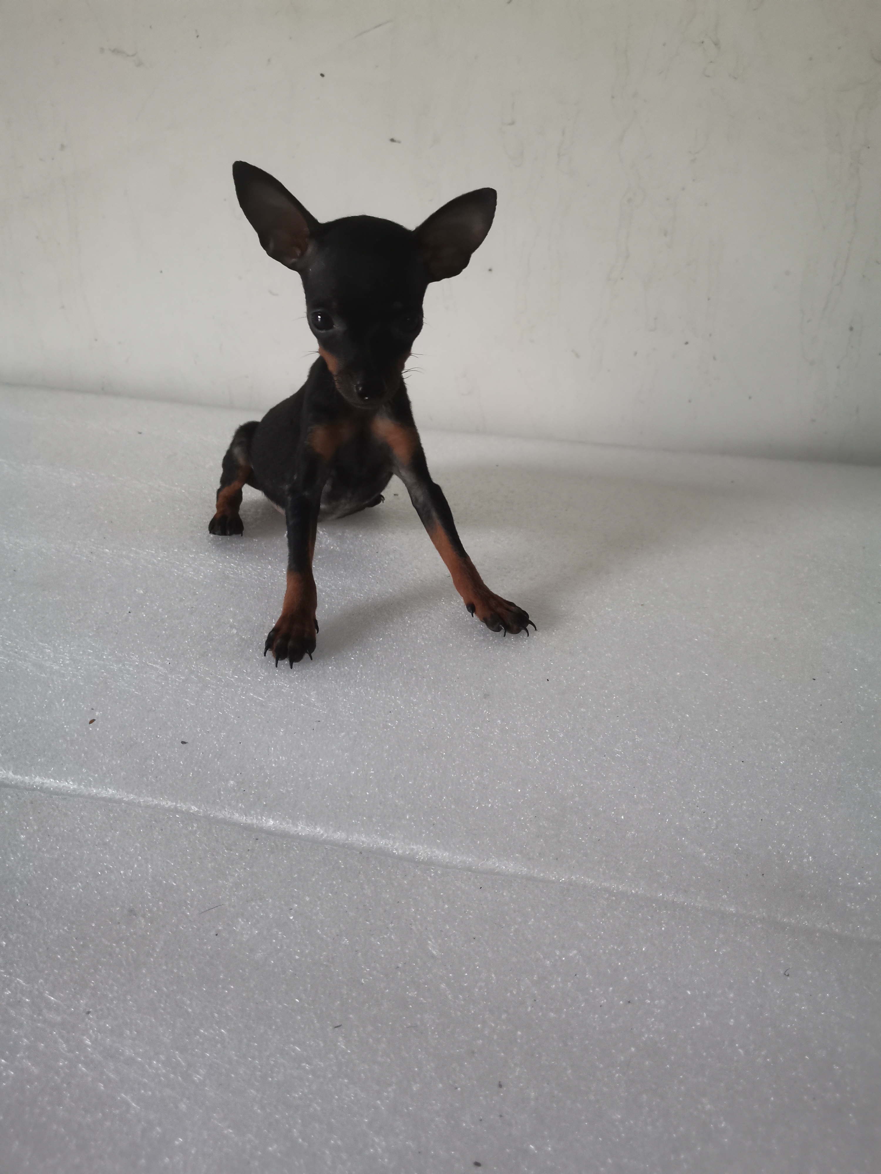 超小体蓝血小鹿犬，长大二斤多。干净没体味，不掉毛，